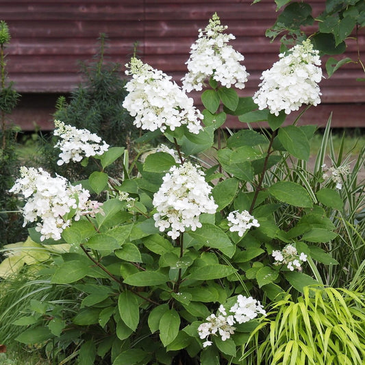 Hydrangea paniculata 'Candlelight' (sur tige)