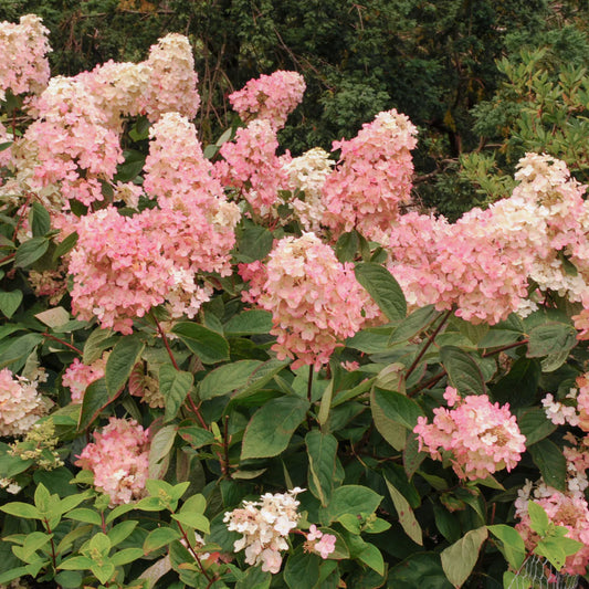 Hydrangea paniculata 'Burgundy Lace'