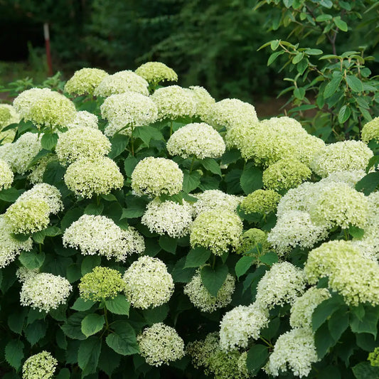 Hydrangea arborescens 'Invicibelle Limetta'