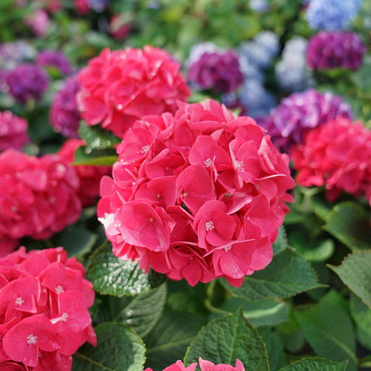 Hydrangea macrophylla 'Wee Bitt Giddy'