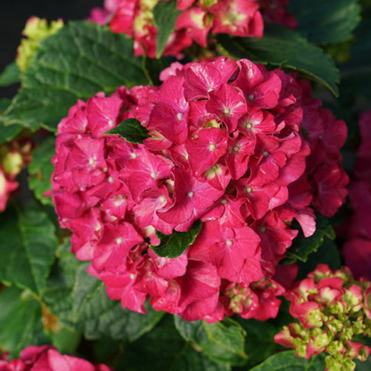 Hydrangea macrophylla 'Wee Bitt Grumpy'