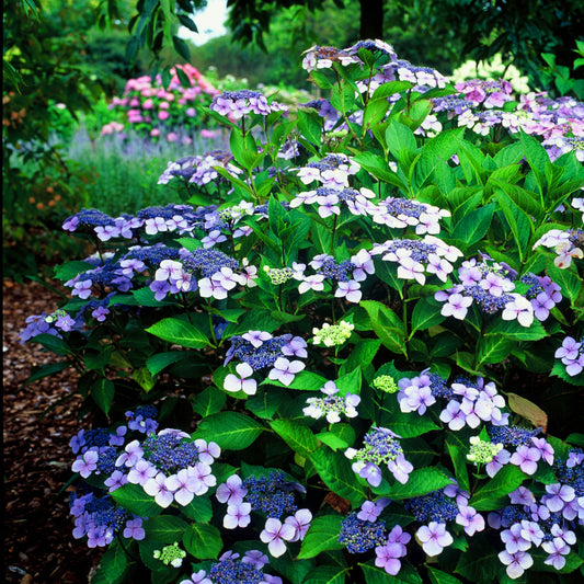 Hydrangea serrata 'Bluebird'