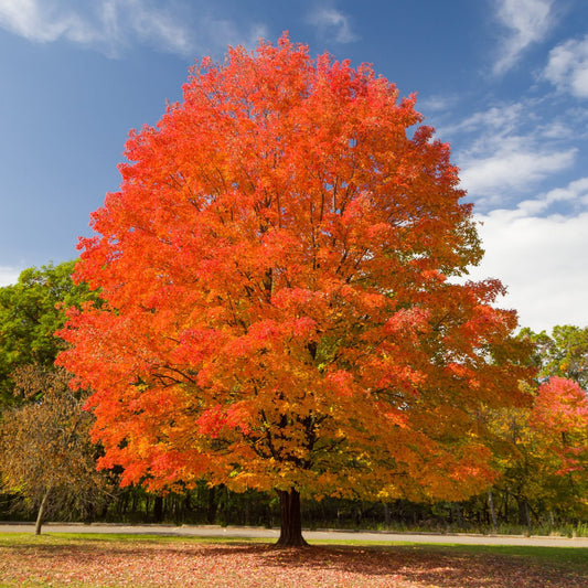 Acer saccharum