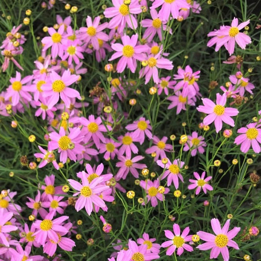 Coreopsis rosea 'American Dream'