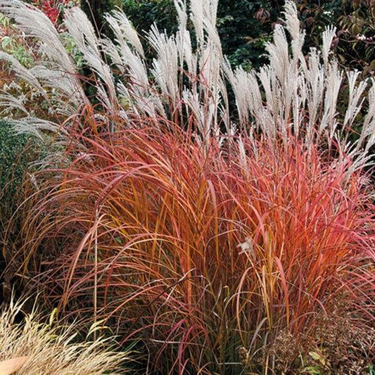 Miscanthus sinensis 'Fire Dragon'