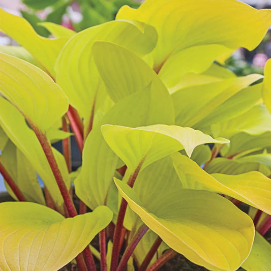 Hosta 'Fire Island'