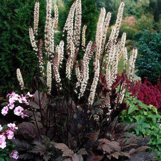 Cimicifuga ramosa 'Atropurpurea'