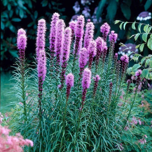 Liatris spicata 'Floristan Violet'