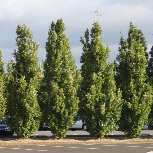 Quercus robur 'Fastigiata'