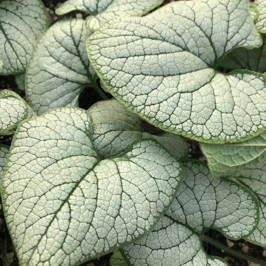 Brunnera macrophylla 'Alexandria'
