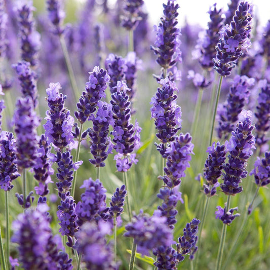 Lavandula angustifolia 'Ellagance Purple'