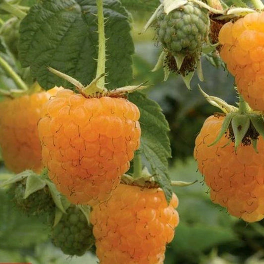 Rubus idaeus 'Anne'(biologique)