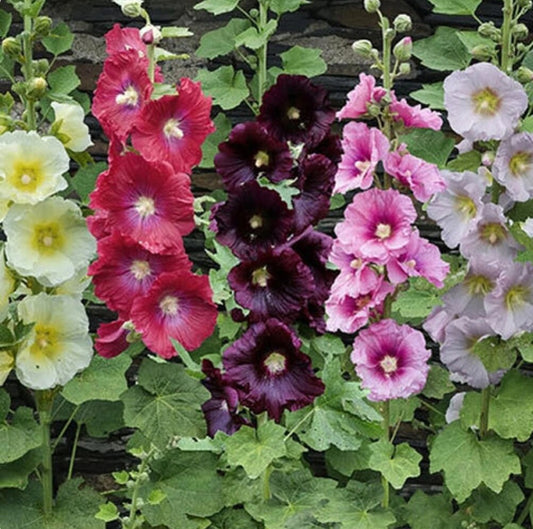 Alcea ficifolia 'Las Vegas' (Althaea ficifolia)