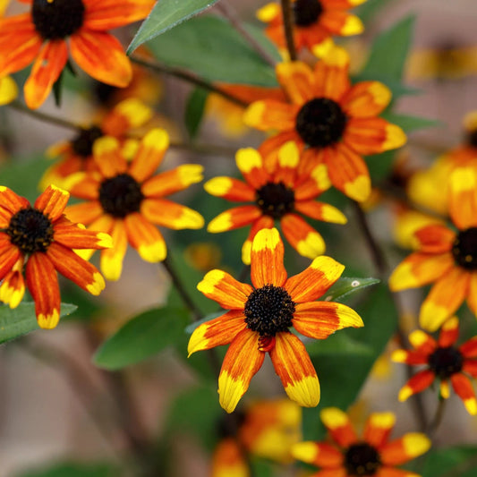 Rudbeckia triloba 'Prairie Glow'