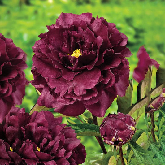 Paeonia 'Black Beauty'