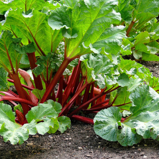 Rheum rhabarbarum 'Victoria' (biologique)
