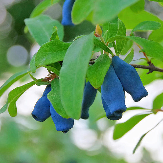 Lonicera caerulea 'Indigo Treat' (biologique)
