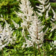 Astilbe 'Deutschland'