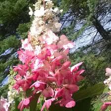 Hydrangea paniculata 'Pinky Winky'