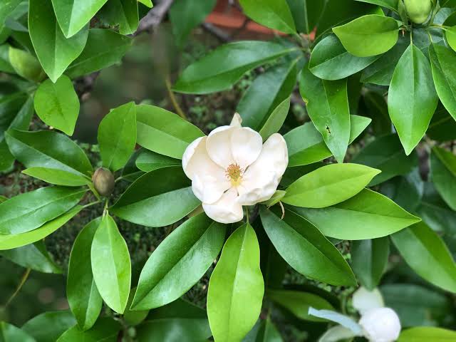 Magnolia virginiana