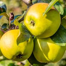 Malus 'Golden Delicious' (Délicieuse Jaune)