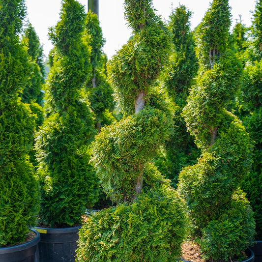 Thuya occidentalis 'Smaragd' (Spirale)