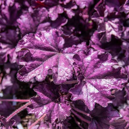 Heuchera 'Forever Purple'