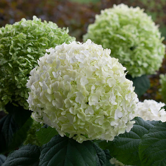 Hydrangea arborescens 'Incrediball'