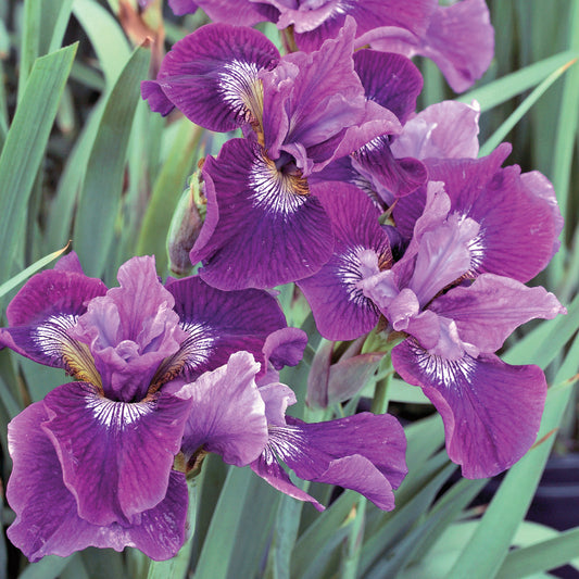Iris 'Lady Vanessa'