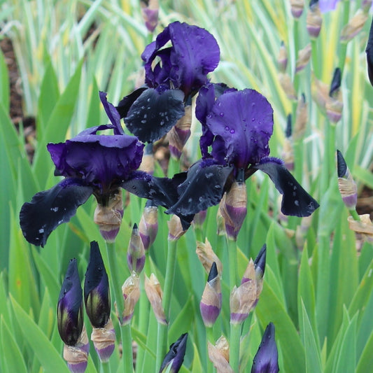 Iris germanica 'Black Sergent'