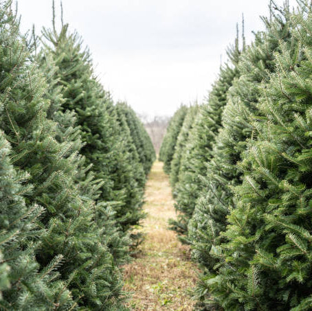 Sapin baumier - PREMIUM - Qualité supérieure