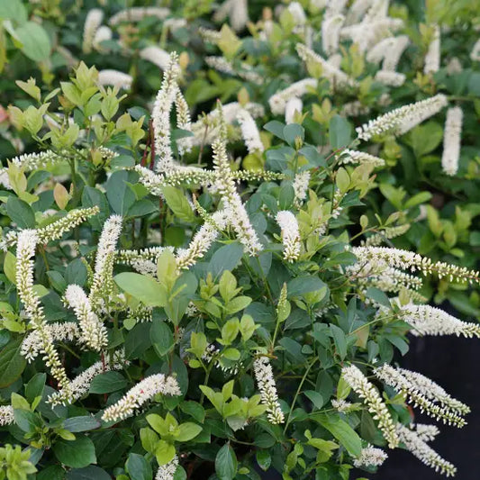 Clethra alnifolia Vanilla Spice