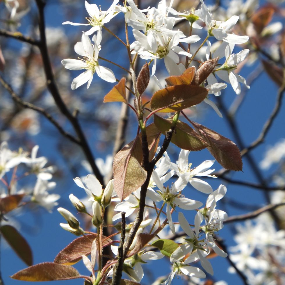 Amélanchier alnifolia 'Obelisk'