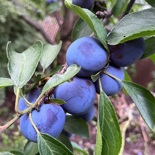 Prunus domestica Mont Royal