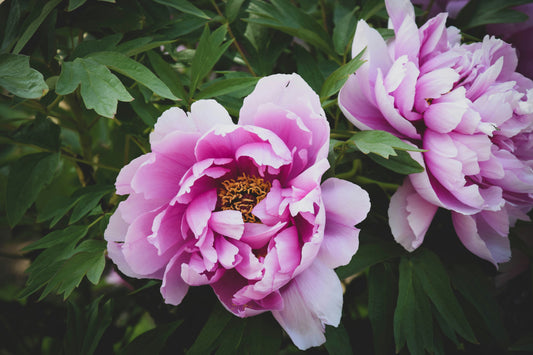 Pivoine