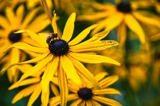 Rudbeckie