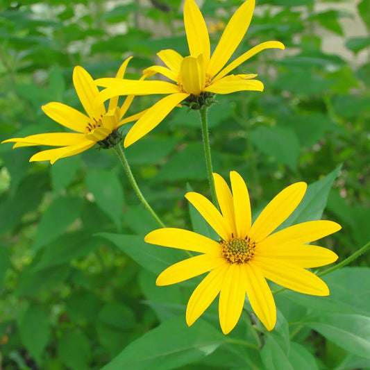 Helianthus tuberosus