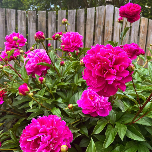 Paeonia 'Karl Rosenfield'