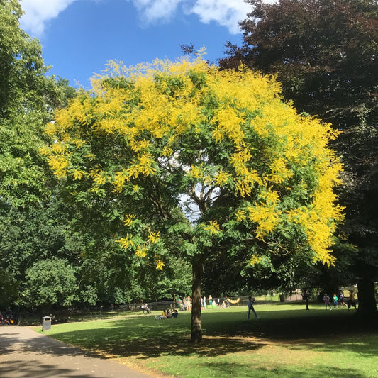 Koelreuteria paniculata