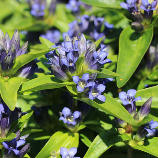 Gentiana cruciata 'Blue Cross'