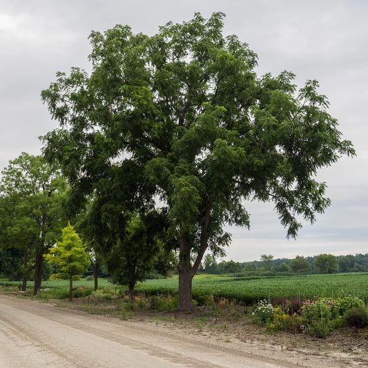 Juglans nigra