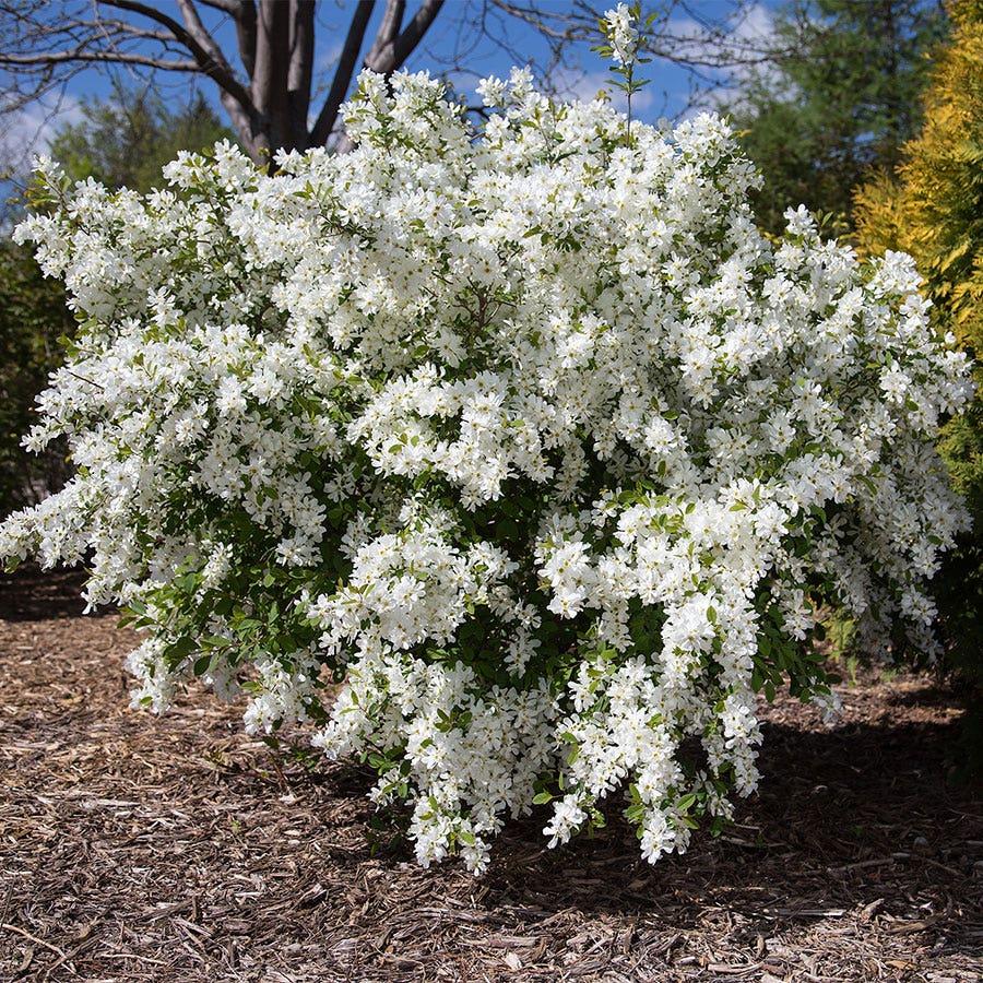 Exochorde 'Lotus Moon'