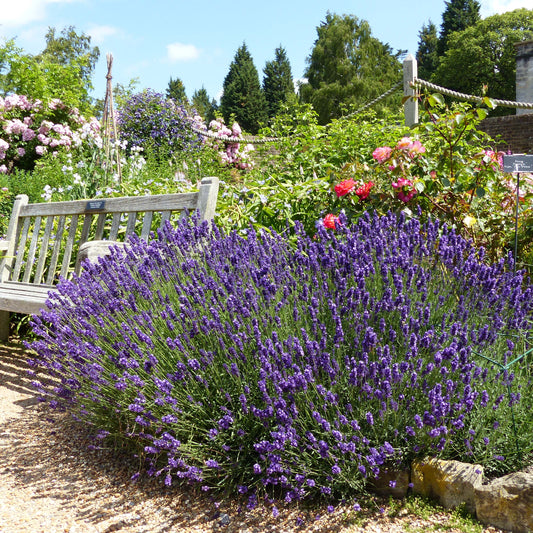 Lavandula 'Hidcote'