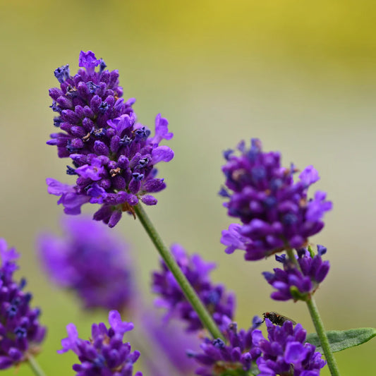 Lavandula angustifolia 'Grosso'