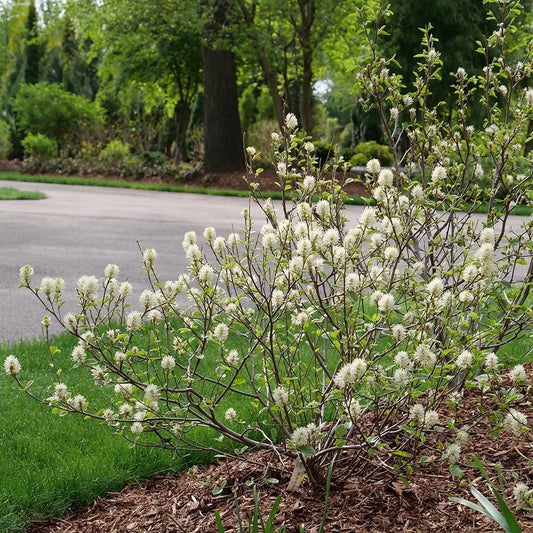 Fothergilla intermedia 'Legend of the Small'