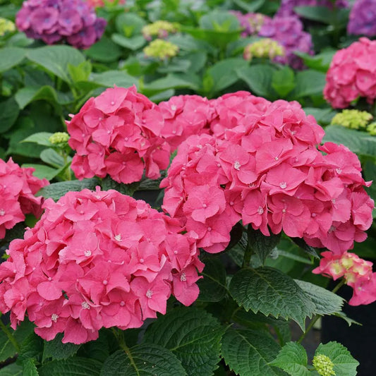 Hydrangea macrophylla 'Let's Dance Big Band'