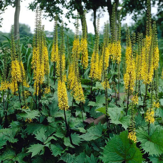 Ligularia stenocephala 'The Rocket'