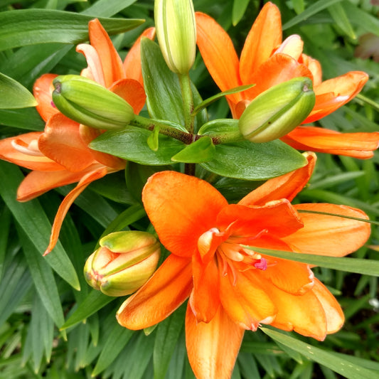 Lilium 'Tiny Double You'