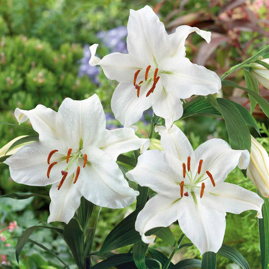 Lilium 'Casablanca'