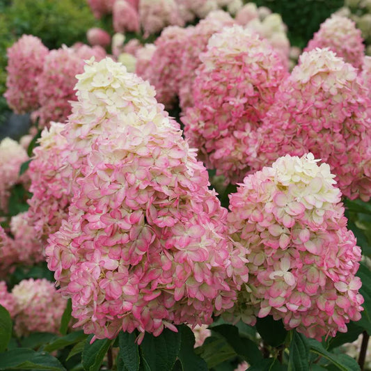 Hydrangea paniculata 'Limelight Prime'